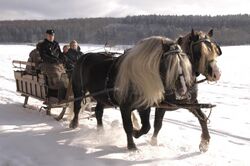 two dark horses with pale manes pulling a sled carrying a family