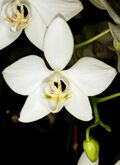 Phalaenopsis aphrodite Orchi 0049.jpg
