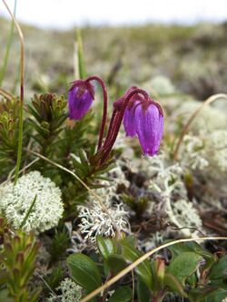 Phyllodoce caerulea LC0329.jpg