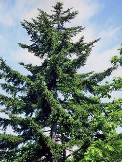 Picea glehnii2.JPG