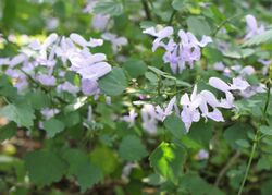 Plectranthus saccatus kz01.jpg