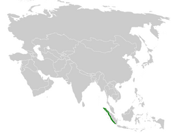 Pycnonotus tympanistrigus distribution map.png