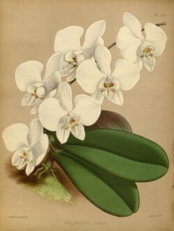 R. Warner & B.S. Williams - The Orchid Album - volume 05 - plate 229 (1886).jpg