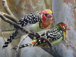 Red-and-yellow Barbet 1.JPG