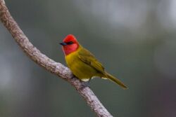 Red-headed Tanager (Piranga erythrocephala) (8079395236).jpg