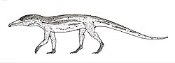 Rhadinosuchus.jpg
