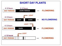 Short Day Plants.jpg