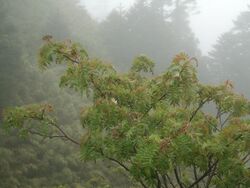 Sorbus randaiensis.jpg