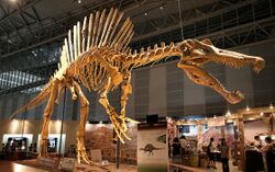 Spinosaurus skeleton.jpg