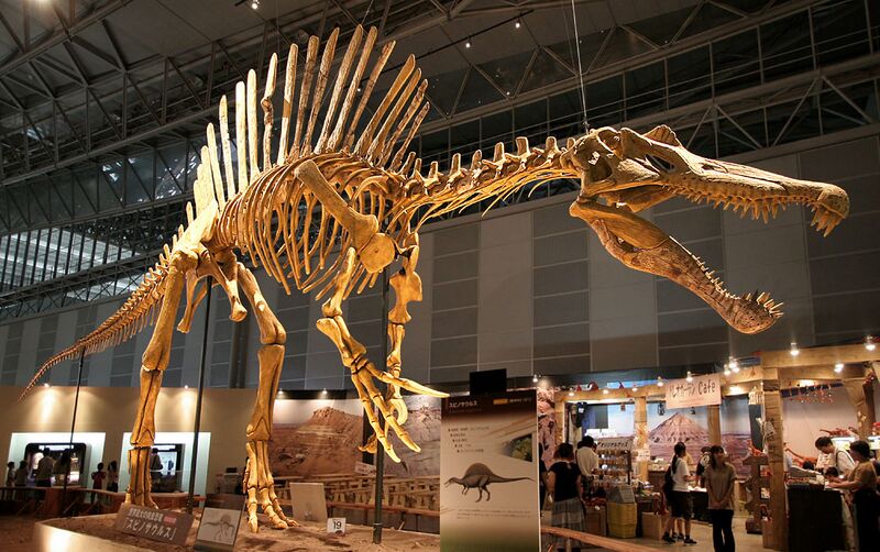 File:Spinosaurus skeleton.jpg