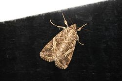 Spodoptera litura (24045593674).jpg