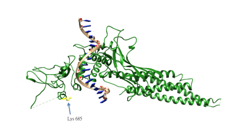 File:Structure and acetylation residue of STAT3.png