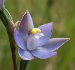 Thelymitra basaltica.jpg