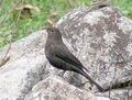 Tibetan Blackbird (Turdus maximus) 1 cropped.jpg