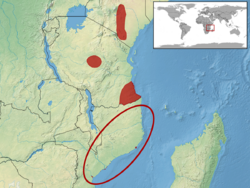 Trachylepis margaritifera distribution.png