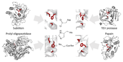 Triad convergence ser cys.svg