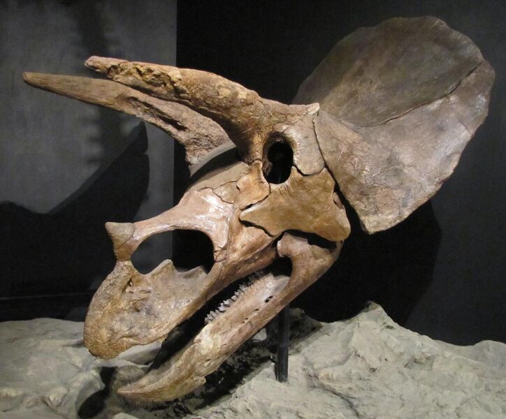 File:Triceratops Hendrickx2.jpg