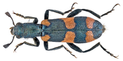 Trichodes punctatus Fischer von Waldheim, 1829 (9441604303).png