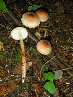 Tricholoma aurantio-olivaceum 30457.jpg