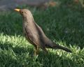 Turdus smithi (Karoo Thrush) on lawn (crop).jpg