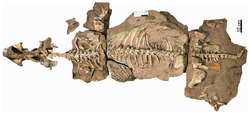 Turfanodon jiufengensis holotype.png