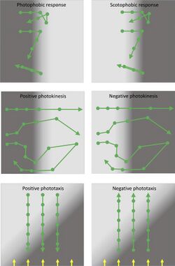 Types of photobehavior found in prokaryotes.jpg