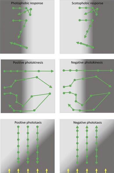 File:Types of photobehavior found in prokaryotes.jpg