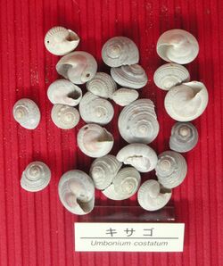 Umbonium costatum - Osaka Museum of Natural History - DSC07779.JPG