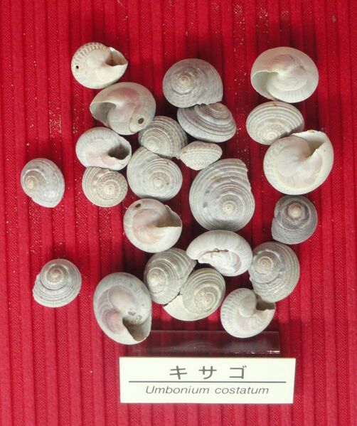 File:Umbonium costatum - Osaka Museum of Natural History - DSC07779.JPG