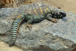 Uromastyx ocellata qtl1.jpg