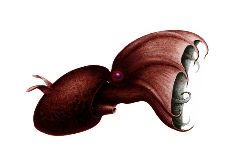 File:Vampyroteuthis infernalis.jpg
