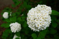 Viburnum carlesii from Korea and Japan blossoms (1).jpg