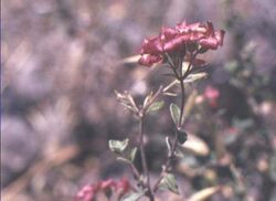 Viviania marifolia 80.JPG