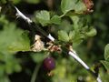 Whitestem gooseberry, Ribes inerme var. inerme (41947844194).jpg