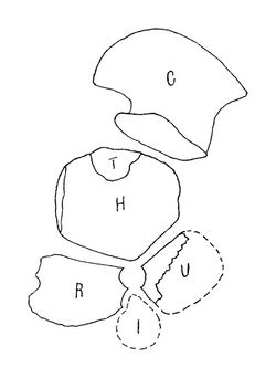 Wiman Pessosaurus Limb Diagram.jpg