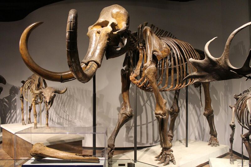 File:Woolly Mammoth-Field Museum.jpg