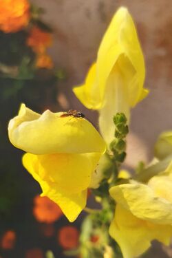 Yellow-Snapdragon-Flower(Antirrhinum majus) 05.jpg