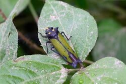 Zyzzogeton viridipennis (Cicadellidae- Cicadellinae- Proconiini) (29884474925).jpg