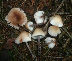 2012-10-18 Mycena zephirus 319638.jpg