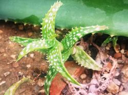 2 Aloe squarrosa - KEW gardens b.jpg