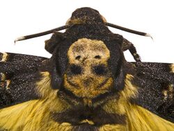 Acherontia atropos MHNT Tete de mort.jpg