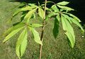 Aesculus-assamica - leaves of young plant.JPG