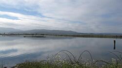 Arcata Marsh.JPG