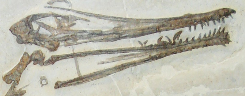 File:Ardeadactylus type less neck.png
