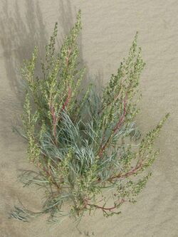 Artemisia borealis.jpg