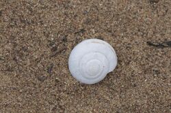 Banded Dune Snail (2647329862).jpg