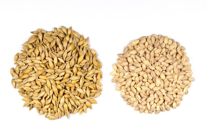 File:Barley Seeds.jpg
