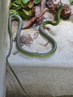 Battersby's green snake.jpg