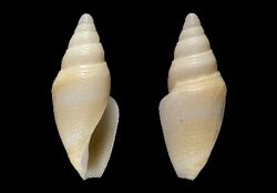 Benthofascis angularis 001.jpg