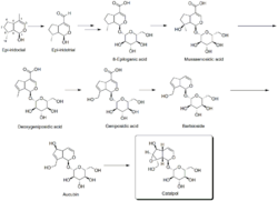 Biosynthesis of catalpol.png